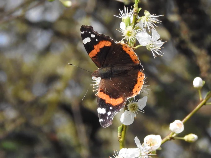 Red Admiral 
