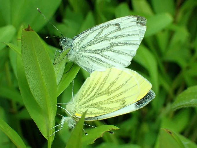 Green-veined White 
