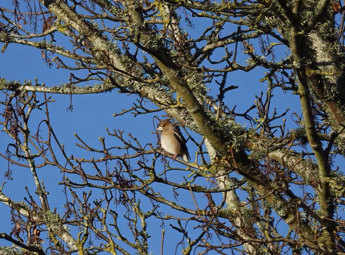 Hawfinch