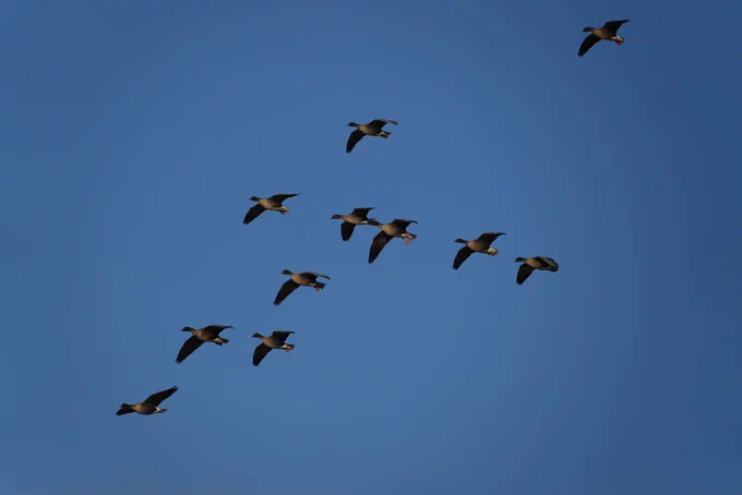 Pink-footed Geese