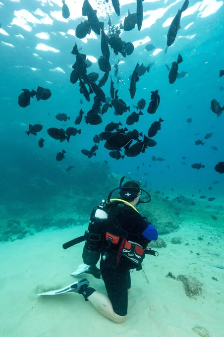 SCUBA diving at Ascension Island with lots of black triggerfish, out most abundant inshore species