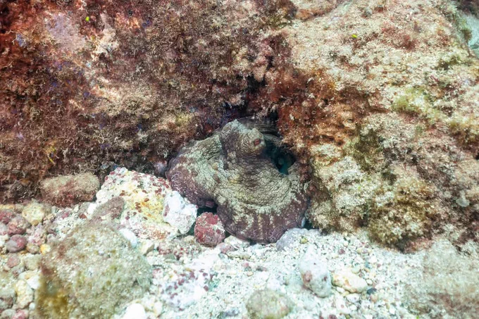 Common octopus guarding it's hole, Ascension Island 