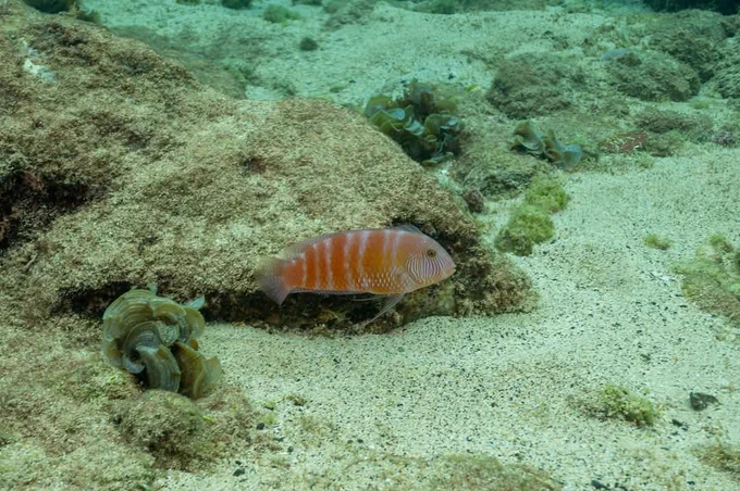 Marmalade fish, endemic to Ascension and St Helena 