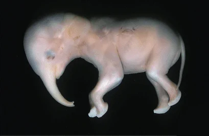African elephant fetus. bit.ly/4fIMTx1