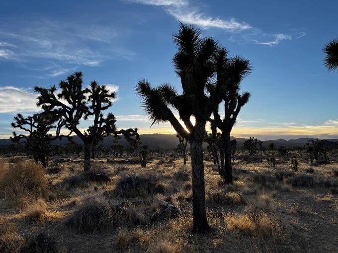 Joshua Tree at sunset 