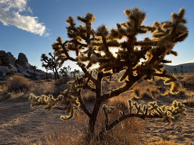 Cactus 🌵 