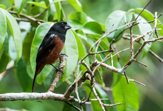  A brown and black songbird perches on a branch in front of green leaves. 
