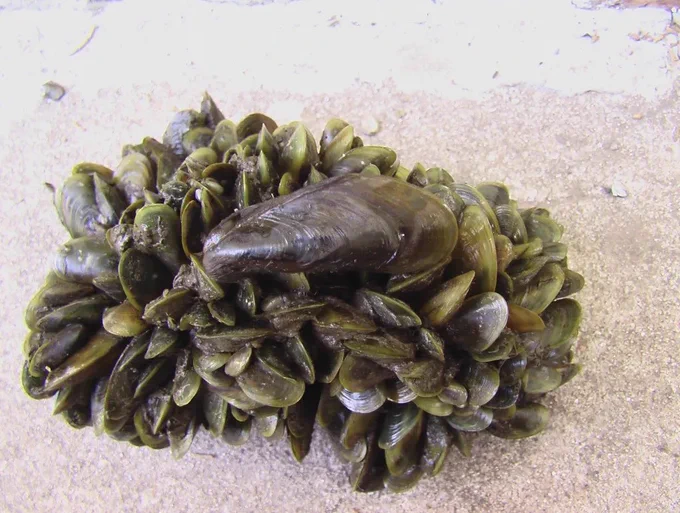 Golden Mussel Limnoperna fortunei. Photo: Great Lakes Echo, Alexander Karatayev. https://greatlakesecho.org/2011/04/13/watch-list-predicts-great-lakes-future-nonnatives/