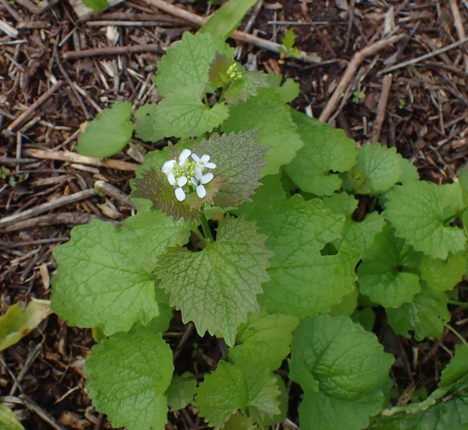 Garlic Mustard