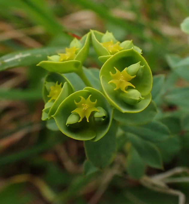 Portland Spurge