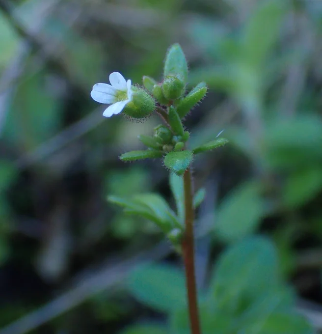 Rue-leaved Saxifrage