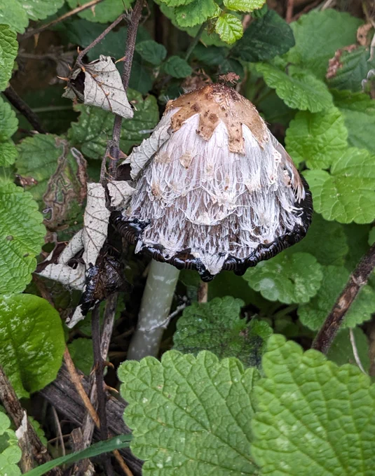 Shaggy Inkcap