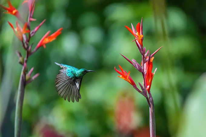 A jade green bird between two plants with red flower pedals.