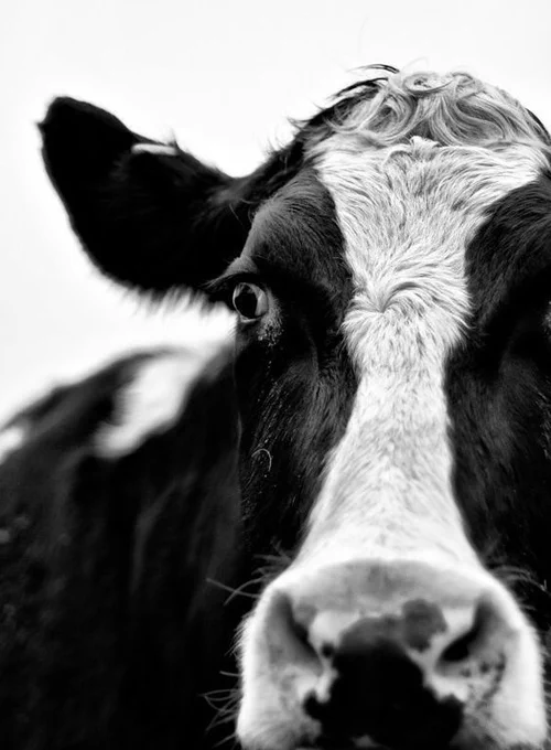 A close up photo of a beautiful black and white Bovine. 