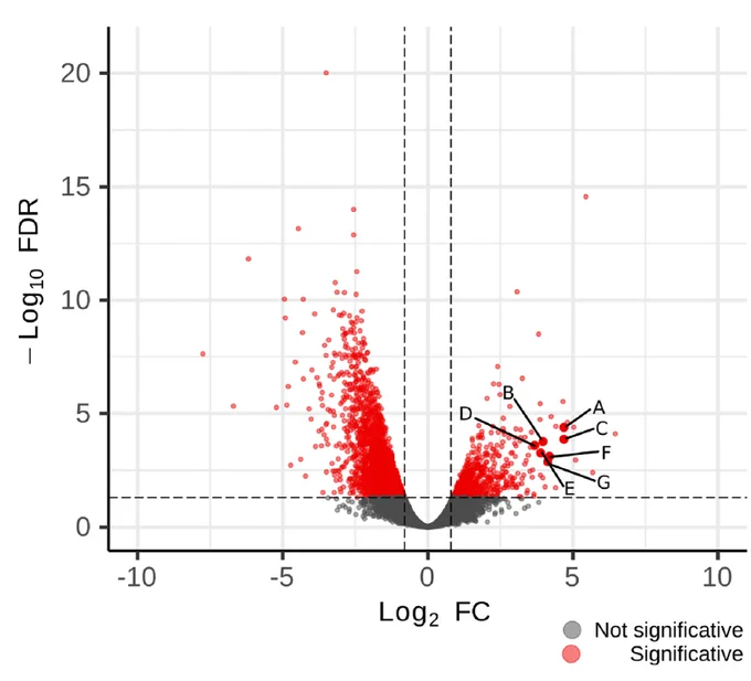 Volcano plot of Coffea arabica gene expression: Red dots represented differentially expressed genes (DEGs) between nematode-infected plants and non infected control plants (|log2FC| ≥ 1; FDR <0.05). A to G highlights miraculin DEGs.