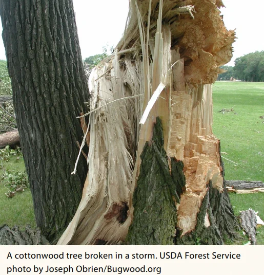 A cottonwood tree broken in a storm urban forests in the conterminous United States. The index . USDA Forest Service photo by Joseph Obrien/Bugwood.org
