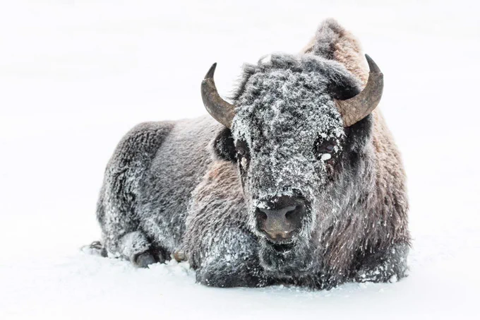 It's fine. Just fine. A snow-covered bison sits in the snow at Yellowstone National Park.