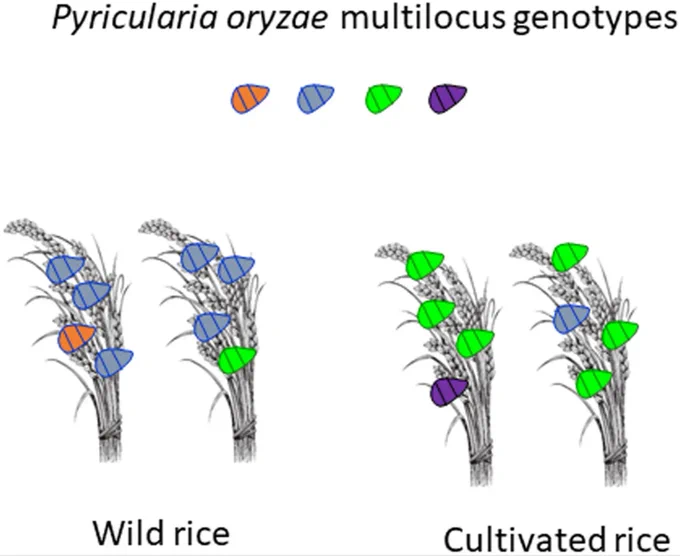 Pyricularia oryzae isolates from wild rice species are pathogenic to cultivated rice, but each rice species hosts a different pathogen population, showing that wild rice is a minor source of blast inoculum for cultivated rice.