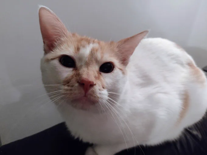 Cheddar sits low, looking up with the camera with big sad eyes. 