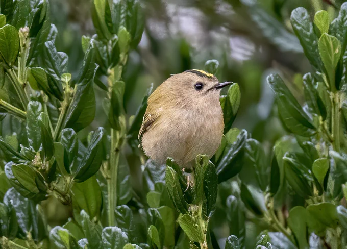 A Goldcrest bird sitting on a plant stem with leaves.