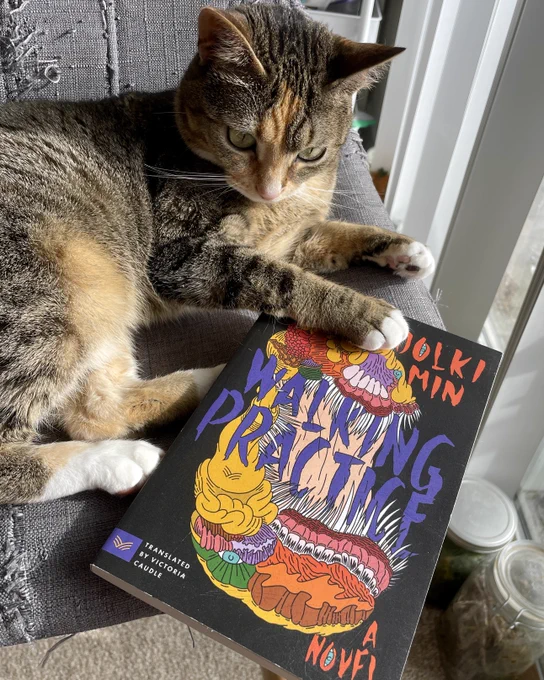 An orange and brown calico tabby sitting on a chair next to a copy of Walking Practice by Dolki Min.