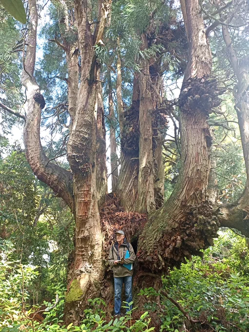  Scottish champion Japanese Red Cedar tree