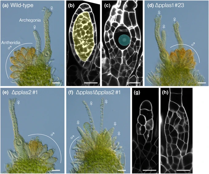 Involvement of Physcomitrium patens LATERAL SUPPRESSOR genes in antheridium and archegonium development of Physcomitrium patens.