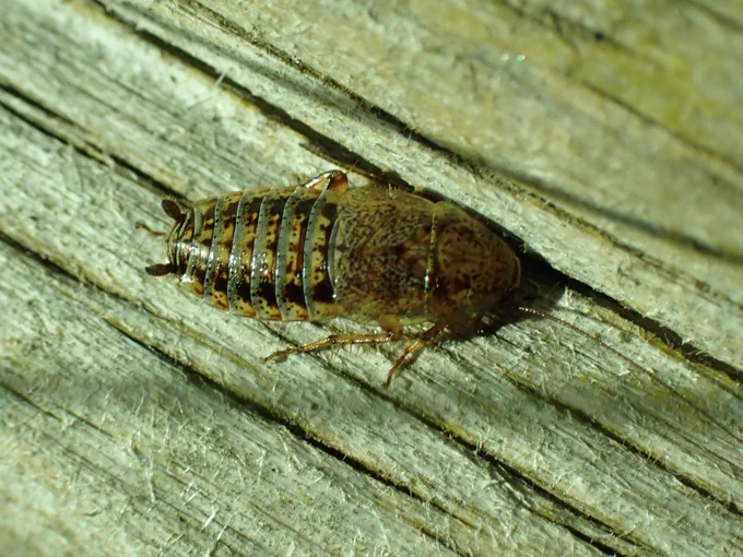 Lesser Cockroach