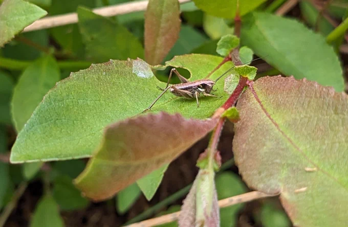 Grey Bush-cricket nymph