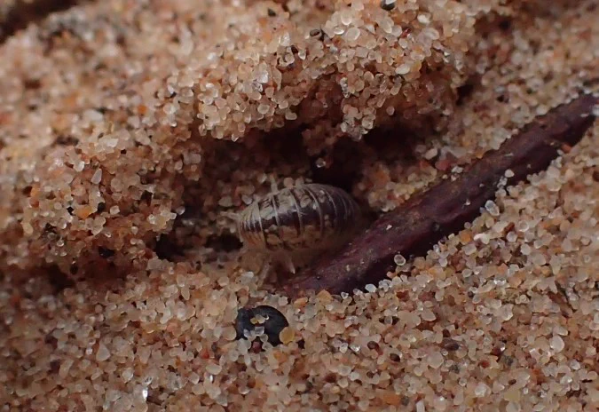 Beach Pill Woodlouse Armadillidium album