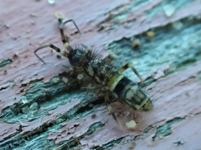 Orchesella cincta