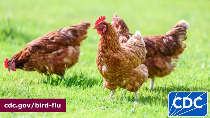 Stock photo of chickens walking in grassy field. In the bottom left corner is a burgundy box with white text that reads, “cdc.gov/bird-flu.” In the right corner is the CDC logo. 