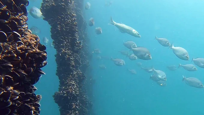 The Ropes to Reefs project will assess the wider benefits of the UK’s first large-scale offshore mussel farm, located in Lyme Bay off the south coast of Devon.
