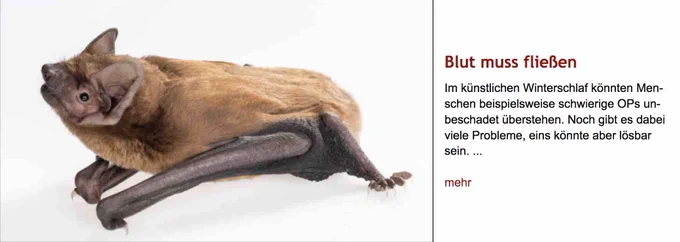 Foto einer sitzenden Fledermaus. Rechts daneben Überschrift "Blut muss fließen" des im Post verlinkten Artikels, gefolgt von dessen Vorspann.