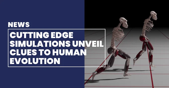 A computer simulated image that shows skeleton forms running. Text overlaid reads, 'News: Cutting edge simulations unveil clues to human evolution' 