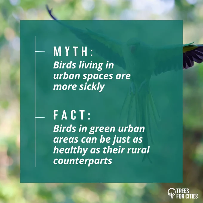 Myth: Birds living in urban spaces are more sickly
Fact: Birds in green urban areas can be just as healthy as their rural counterparts