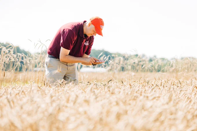 Professor Mark Reiter, director of Virginia Tech's Eastern Shore Agricultural Research and Extension Center, inspects grain crops in a field