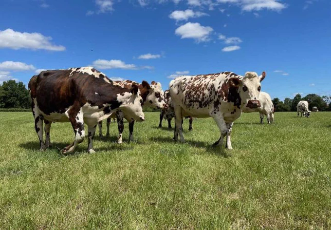 Mit Gras gefütterte Milchkühe stehen in geringerer Nahrungskonkurrenz zum Menschen als solche, die viel Kraftfutter erhalten – Foto: Johannes Isselstein