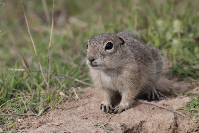 PHOTO by Alex Lamoreaux via iNaturalist