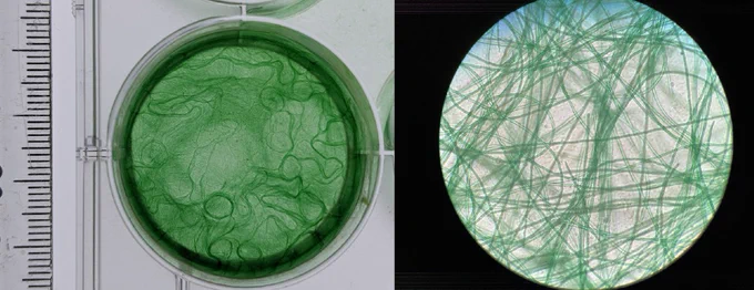 Left: Cyanobacterium cultivated in a laboratory setting. Right: Filaments under the microscope. Image courtesy of Nottingham Trent University. 