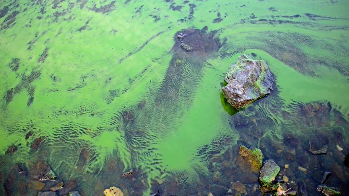Image: Blooming ‘blue-green algae’ (cyanobacteria). Getty. 


