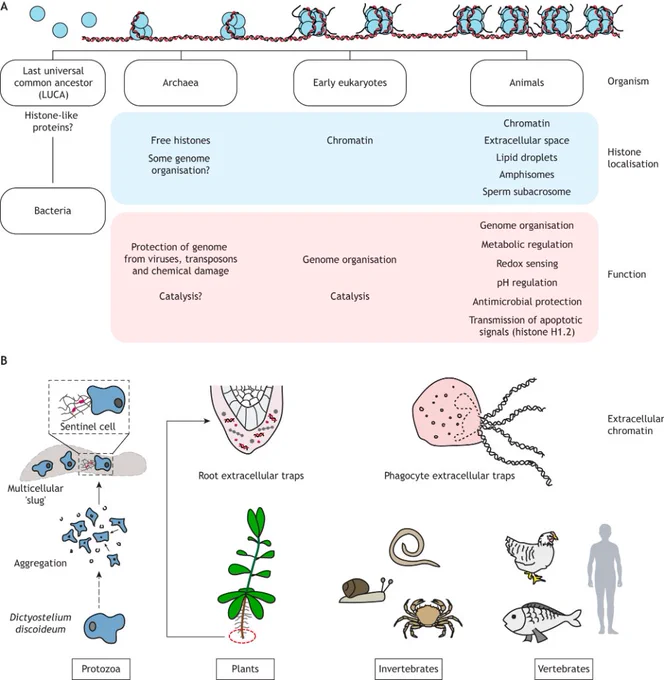 Top image - A timeline of the evolution of histones, their complexing with chromatin, and other known or hypothesised functions. Histone proteins are represented as blue spheres. Archaeal histones mostly lack N-terminal tails and form a looser chromatin structure, whereas compaction is increased in simple and higher eukaryotes. Lower image - Modes of chromatin release throughout the tree of life. The slime mould Dictyostelium discoideum releases chromatin via ETosis only while in a multicellular ‘slug’ phase. Plants release chromatin via root extracellular traps for defence against pathogens, whereas animal cells carry out ETosis in many contexts, such as immune or inflammatory responses or tissue repair.