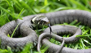 A snake in grass