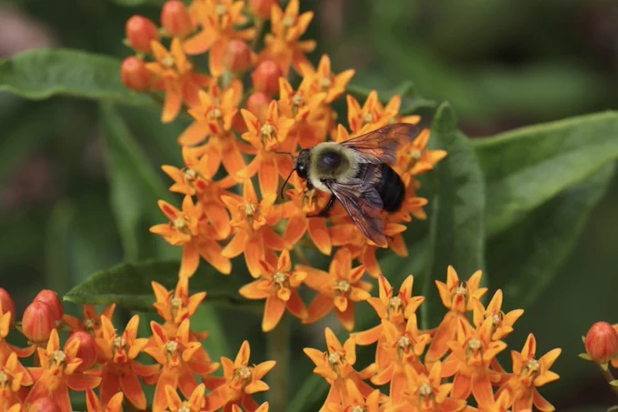 A bee collecting nectar from vibrant orange milkweed flowers.