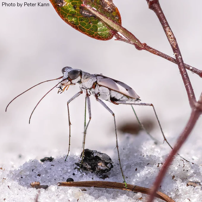 Close-up of a tiger beetle standing on a bright white, sandy surface, in the shade of a small plant leaf. The beetle has long legs and prominent mandibles, with a white exterior. There is a small plant with green and brown leaves partially visible in the background.