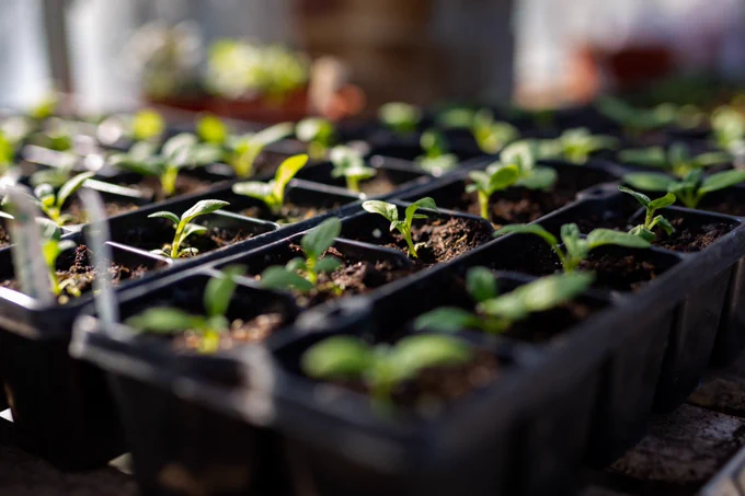 A seed tray with young seedlings sprouting