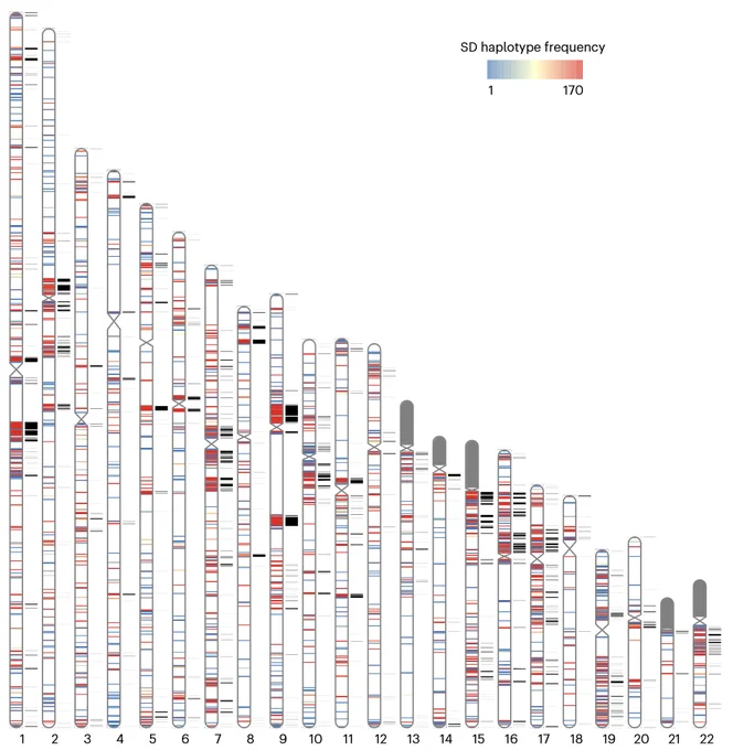 Pangenome representation of human SDs