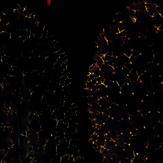 Photo from original experiment, Source: Fatima Cvrčková