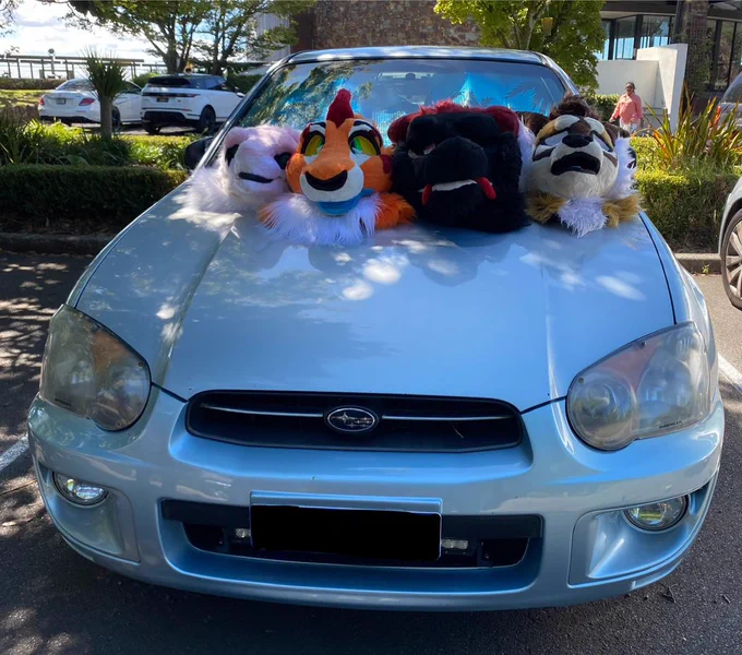4 fursuit heads sitting on the bonnet of a 2005 Subaru Impreza