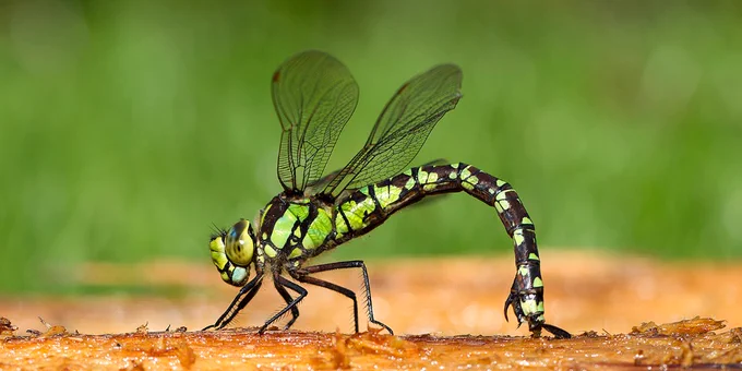 Female southern hawker dragonfly, Aeshna cyanea, ovipositing on rotten log, reflected in water - Photo by Gary Cox